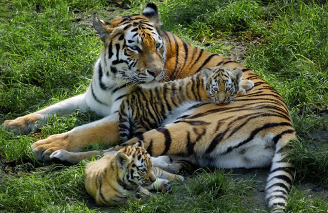 средняя продолжительность жизни тигра