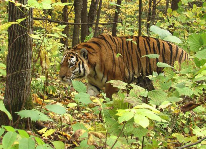 продолжительность жизни тигра в природе