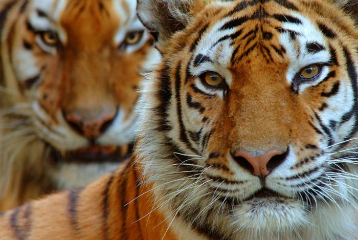 продолжительность жизни амурского тигра