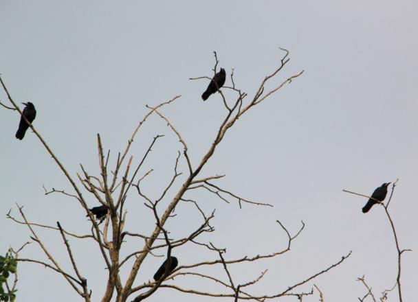 черная птица с длинным клювом