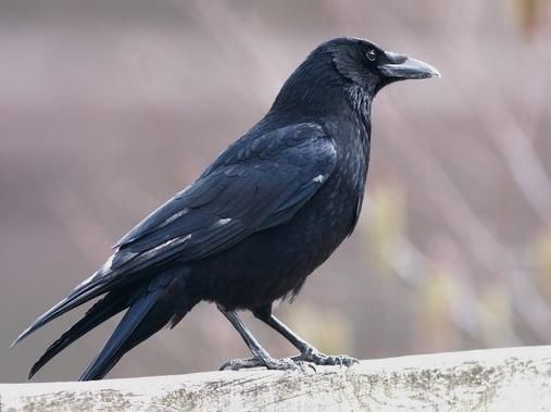 черная птица с большим клювом