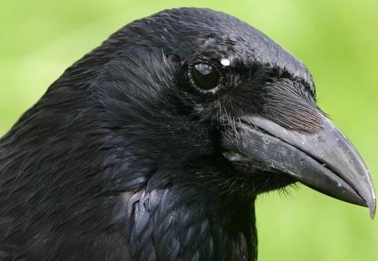 птица черная с черным клювом