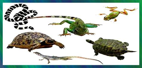 signs of reptiles