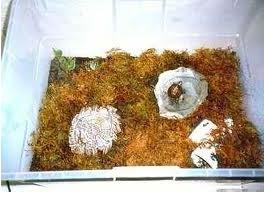 buy terrarium for land tortoise