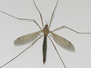 опасен ли большой комар