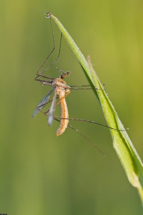 большие комары долгоножки