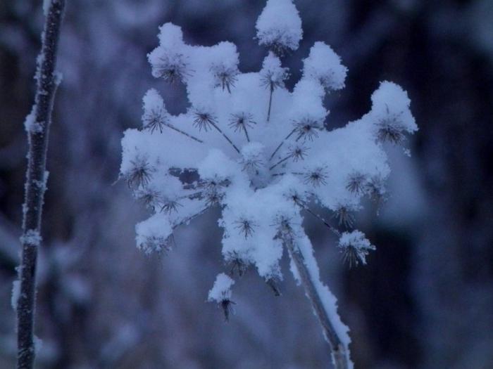 Siberian hogweed photo