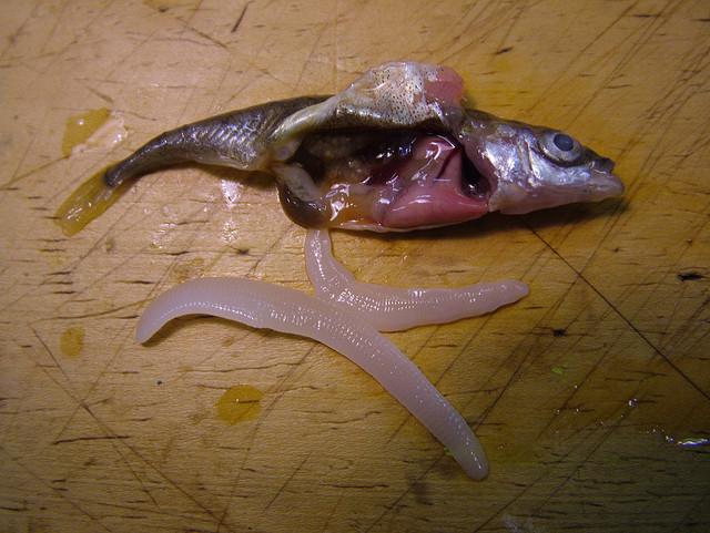 how to identify salivary fish