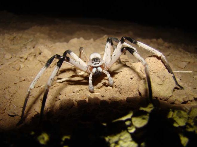 фото гигантские пауки