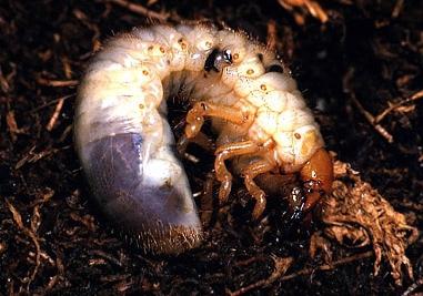 beetle larvae