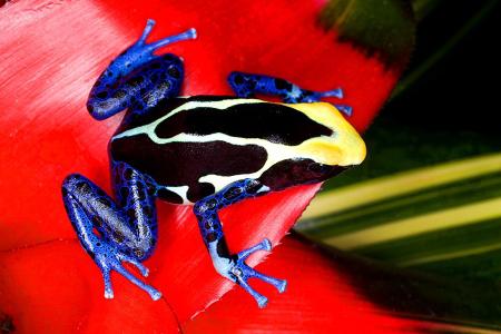 poisonous tree frog