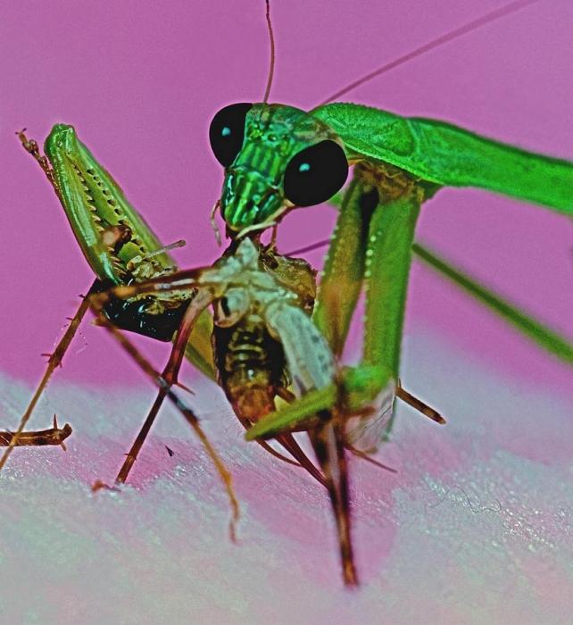 what do mantis eat