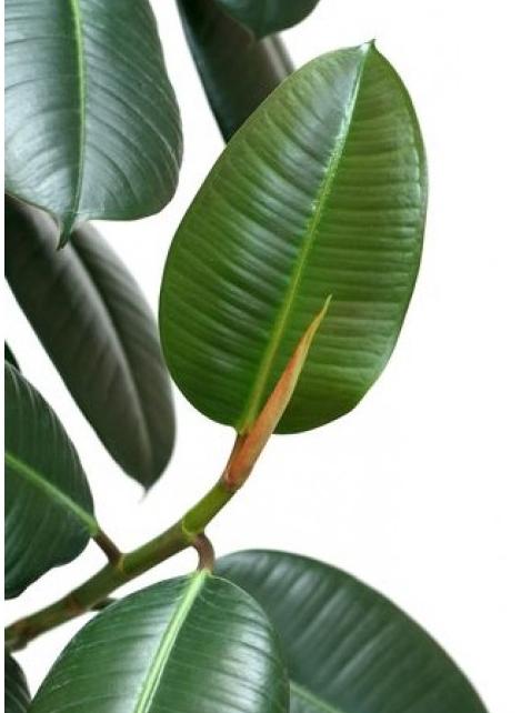 ficus robusta photo