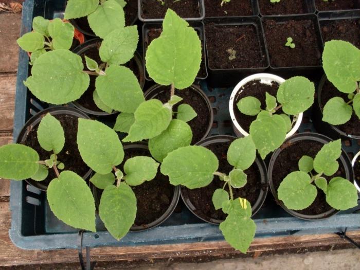 kiwi fruit growing