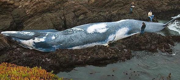 большой синий кит