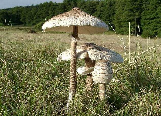 edible mushroom umbrella