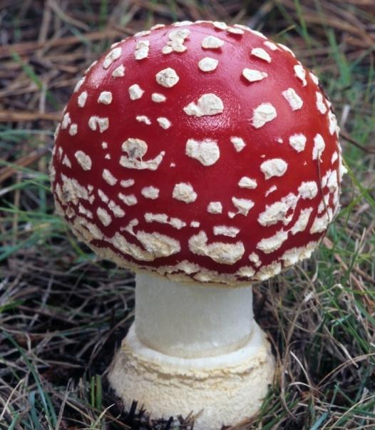 самые ядовитые грибы фото