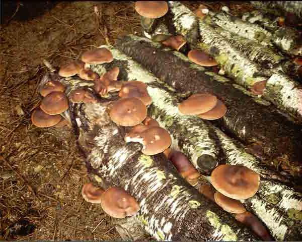 как быстро растут грибы