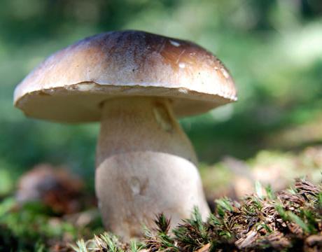 как быстро вырастает белый гриб