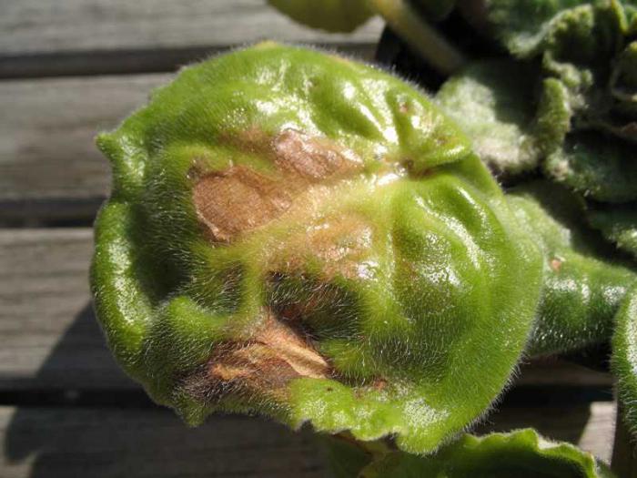 cyclamen leaves turn yellow