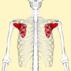 Подлопаточная мышца спины функции боль в плечевом поясе thumbnail