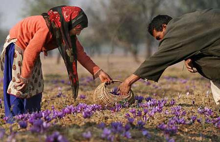 saffron cultivation