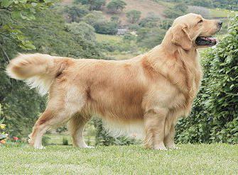 dog breed golden retriever