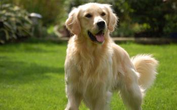 golden labrador retriever