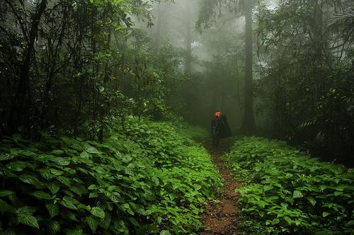 Тропический лес индии фото