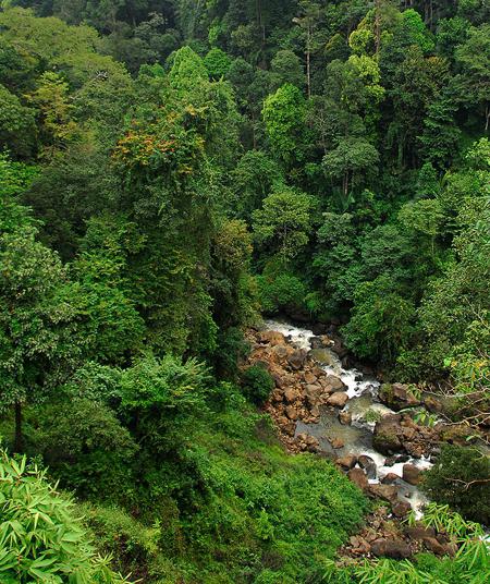 тропический лес индии