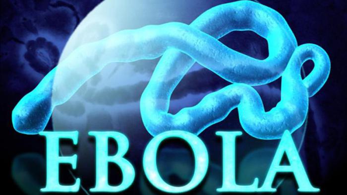 можно ли заразиться лихорадкой эбола через бананы