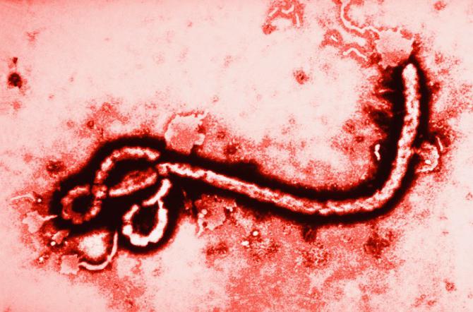 как заражаются лихорадкой эбола