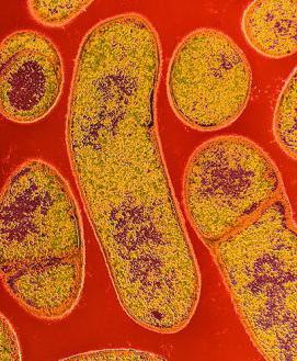 бактерии clostridium botulinum