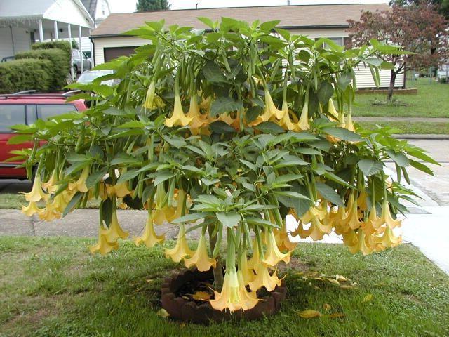 Brugmansia seeds