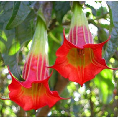 Brugmansia seed cultivation