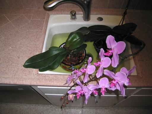 Поливать орхидею