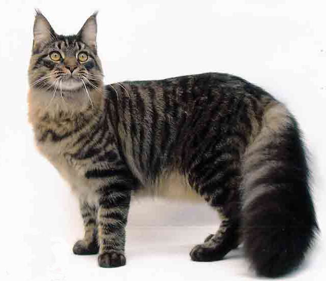 how much is maine coon