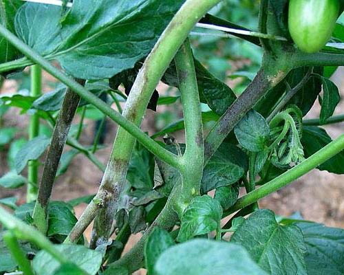 Diseases of tomato seedlings