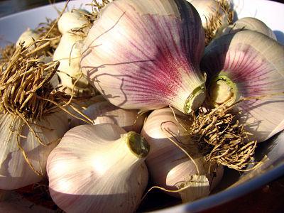 Garlic benefits more than harm