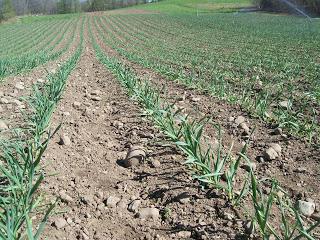 How to feed garlic in spring