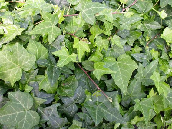 English ivy photo