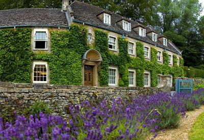 English ivy