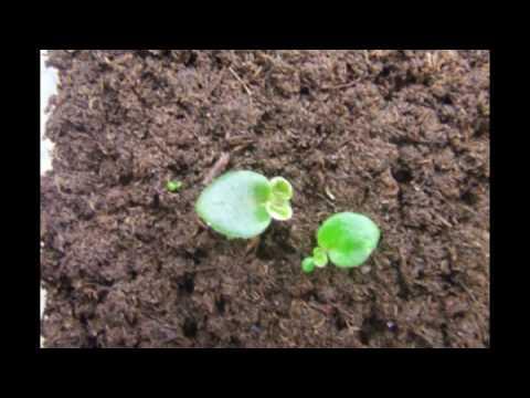 gloxinia tuber growing