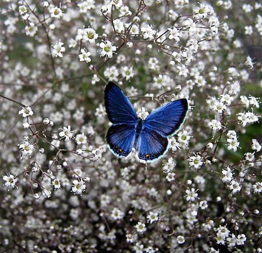 gypsophila seed cultivation