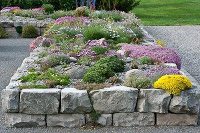 gypsophila creeping