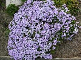 gypsophila perennial