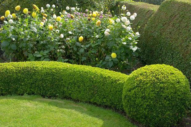 Hedge