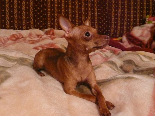 Russian toy terrier character