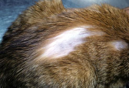 hair loss in cats