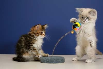 toy for kitten